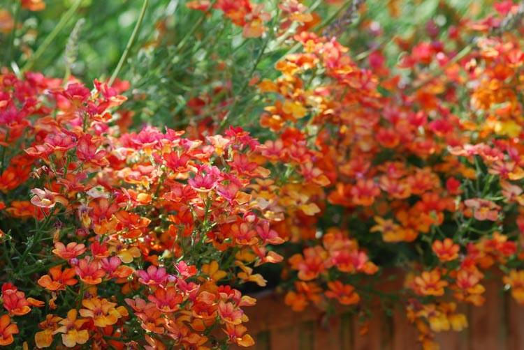 Wallflowers, Erysimum, Cheiranthus, spring flowers, fall flowers, spring garden ideas Erysimum Bowles Mauve, Erysimum varieties, Erysimum Sweet Sorbet, Erysimum Winter Joy