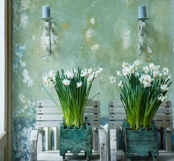 Narcissus Passionale, Daffodil 'Passionale', Large-Cupped Daffodil 'Passionale', Large-Cupped Daffodils, Spring Bulbs, Spring Flowers, Narcisse Passionale, Large-cupped Daffodil, Narcisse grande couronne, early spring daffodil, mid spring daffodil