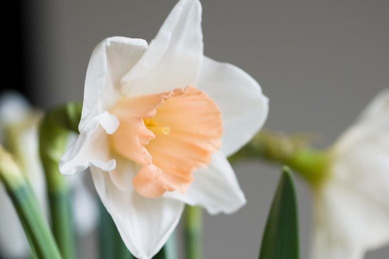 Narcissus Pink Pride, Daffodil 'Pink Pride', Large-Cupped Daffodil 'Pink Pride', Large-Cupped Daffodils, Spring Bulbs, Spring Flowers, Narcisse Pink Pride, Large-cupped Daffodil, Narcisse grande couronne, early spring daffodil, mid spring