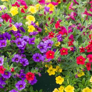 Calibrachoa, Million Bells, Mini Petunias, calibrachoa care, million bells flowers, calibrachoa hanging basket