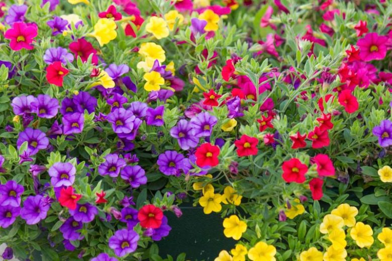 Calibrachoa, Million Bells, Mini Petunias, calibrachoa care, million bells flowers, calibrachoa hanging basket