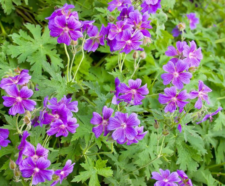 geranium, geranium rozanne, geranium macrorrhizum, hardy geraniums, geranium sanguineum, geranium plants, hardy geranium, cranesbill geranium, geranium plant, perennial geraniums