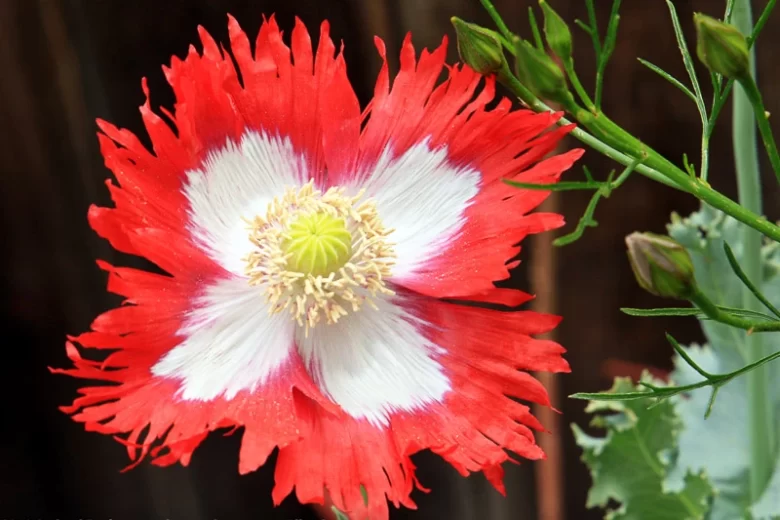 Papaver somniferum 'Danish Flag',  Opium Poppy 'Danish Flag', Papaver 'Danish Flag', Breadseed Poppy 'Danish Flag', Papaver 'Danebrog', Danebrog Poppy, Papaver somniferum 'Danebrog', Red Flower, Red Papaver, Red Opium Poppy