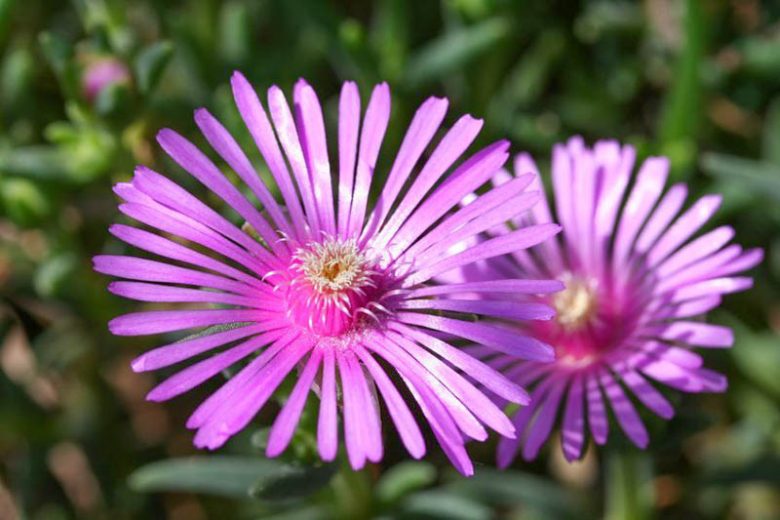 Lampranthus Spectabilis, Trailing Ice Plant, Drought tolerant perennials, purple perennial flowers, Evergreen perennial, Low maintenance perennial, perennial ground cover