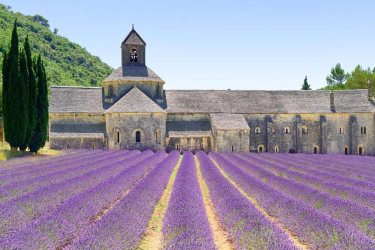 Lavender, Lavender color, English Lavender, Lavender Flower, Spanish Lavender, Lavender bush, French Lavender, Types of Lavender, Lavandula, Lavandula angustifolia, Lavandula stoechas
