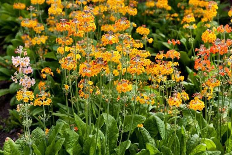Primula Bulleyana, Primrose, Candelabra Primrose, Candelabra Primula, Bulley's Primrose, Shade plants, shade perennial, plants for shade, plants for wet soils