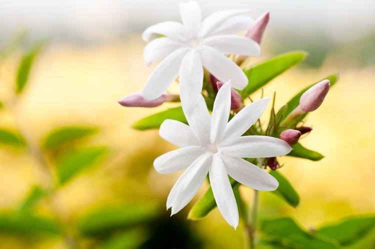 Common Jasmine, Poet's Jasmine, Jessamine, Poet's Jessamine, True Jasmine, Jasminum, Jasminum officinale, Arabian Jasmine, Jasminum Sambac, Winter Jasmine, Jasminum nudiflorum