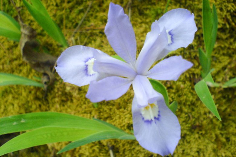 Iris verna, Dwarf Violet Iris, Vernal Iris, Dwarf Iris, North American Dwarf Iris, Spring-Flowering Iris, Early spring Iris,Purple flowers, Purple iris,Blue flowers, Blue iris