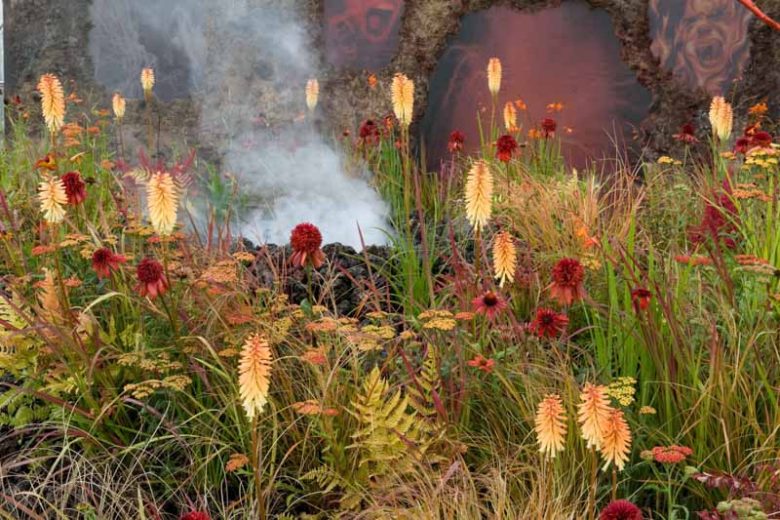 Achillea 'Walther Funcke', Yarrow 'Walther Funcke', 'Walther Funcke' Yarrow, Achillea Millefolium 'Walther Funcke', Achillea Millefolium, yarrow plant, yarrow flower, summer perennial, drought tolerant perennial, orange flowers, yellow flowers