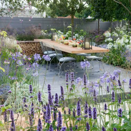 Agapanthus 'Silver Moon', African Lily 'Silver Moon', Lily of the Nile 'Silver Moon', Variegated African Lily, Variegated Lily of the Nile, Blue flower, Blue Agapanthus, Blue African Lily
