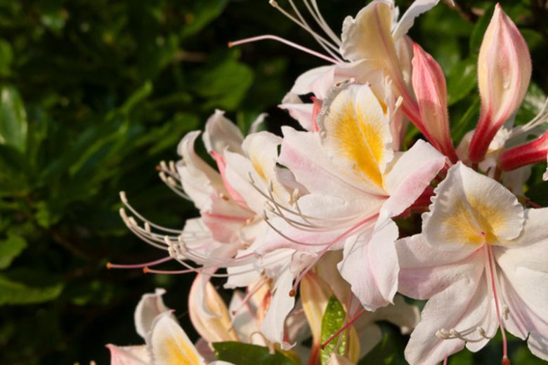 Rhododendron Occidentale, Western Azalea, Honeysuckle Azalea, Pacific Azalea, Azalea occidentalis, Fragrant Azalea, Fragrant Rhododendron, Late Midseason Azalea, Late Season Azalea, Pink Azalea, Pink Rhododendron, Pink Flowering Shrub