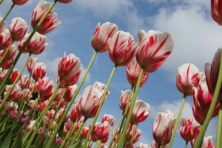 Tulipa 'Ice Follies',Tulip 'Ice Follies', Triumph Tulip 'Ice Follies', Triumph Tulips, Spring Bulbs, Spring Flowers, Red Tulip, Bicolor Tulip, White Tulip
