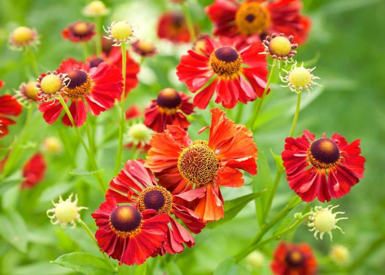 Helenium, helenium autumnale, helenium moerheim beauty, Sneezeweed, False Sunflower, Helen Flower, Yellow Star,inula helenium, helenium plants