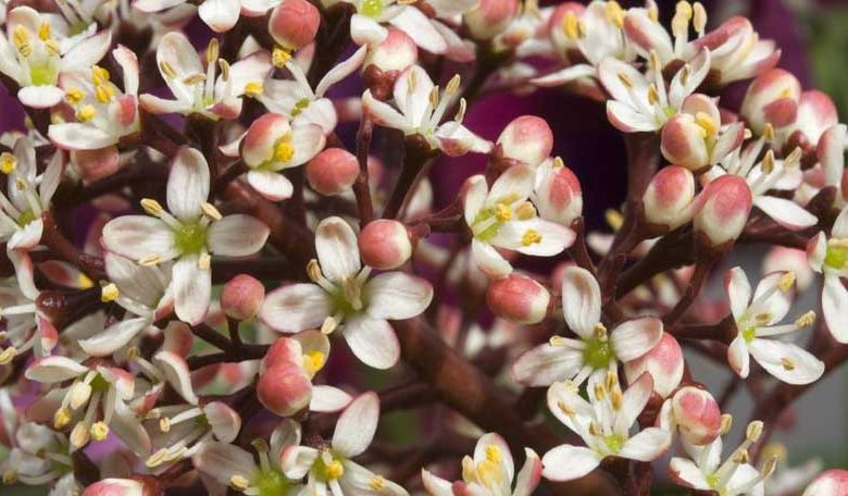 Skimmia Japonica, Japanese Skimmia, Evergreen Shrub, Fragrant Shrub, Red Berries, shrub with berries
