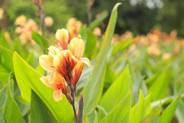 Canna, Canna lily, Canna Lilies,  Indian Shot Plants, Indian Shot Canna indica, canna wyoming, canna brilliant, canna brillant, canna Ingeborg, Canna lucifer, Canna Pretoria, Canna Striata, c