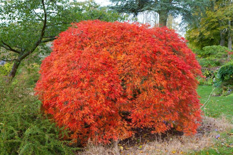 Acer palmatum 'Dissectum Atropurpureum', Japanese MapleDissectum Atropurpureum, Tree with fall color, Fall color, Attractive bark Tree, purple leaves, Purple Acer, Purple Japanese Maple, Purple Maple, Acer palmatum var. dissectum Dissectum