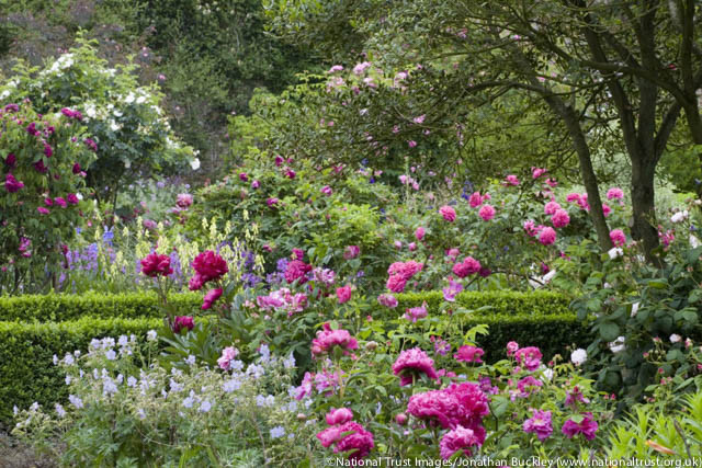 Paeonia Lactiflora 'Felix Crousse', Peony 'Felix Crousse', 'Felix Crousse' Peony, Chinese Peony 'Felix Crousse' , Common Garden Peony 'Felix Crousse', Red Flowers, Red Peonies, Fragrant Peonies