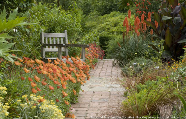 Arctotis, arctotis x hybrida, Arctotis x hybrida Flame, Drought tolerant flowers, Orange flowers, orange African Daisies