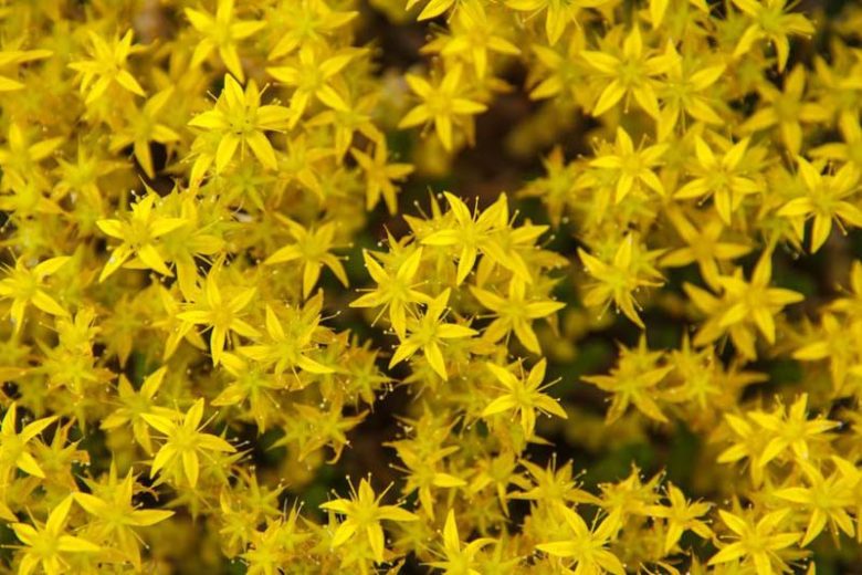 Sedum acre, Biting Stonecrop, Wall Pepper, Bird's Bread, Common Stonecrop, Country Pepper, Creeping Charlie, Creeping Jack, Ginger, Gold Dust, Golden Moss, Jack of the Buttery, Love and Tangle, Prick-Madam, Pricket, Tangle Tail, Wall Moss, Wall Paper