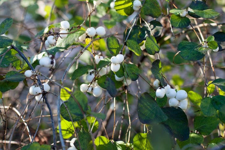 Symphoricarpos Albus, Common Snowberry, Snowberry, Waxberry, Symphoricarpos albus var. albus, Ice Apple, Symphoricarpos pauciflorus, Symphoricarpos racemosus, White Coralberry, White Snowberr