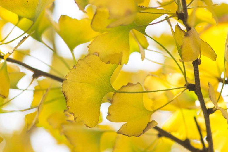 Ginkgo biloba,Maidenhair Tree, Fossil Tree, Icho, Fall color,