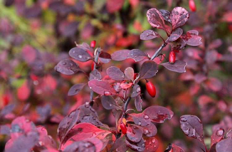 Berberis, Barberry, Barberries, Evergreen Shribs, Berberis Thunbergii, Berberis wilsoniae, Japanese Barberry