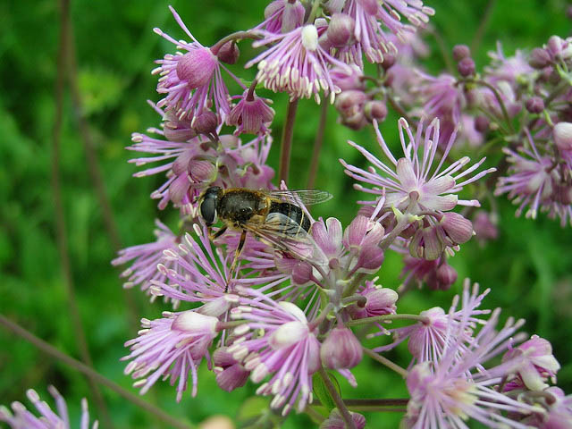 Thalictrum Aquilegifolium, Meadow Rue, Rue, French Meadow Rue, Columbine Meadow Rue, Feathered Columbine, Spanish Tuft, Tufted Columbine, lavender flowers, purple flowers,perennial, perennial plant, perennials
