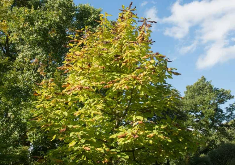 Magnolia macrophylla, Bigleaf Magnolia, Large-Leaved Cucumber Tree, Umbrella Tree