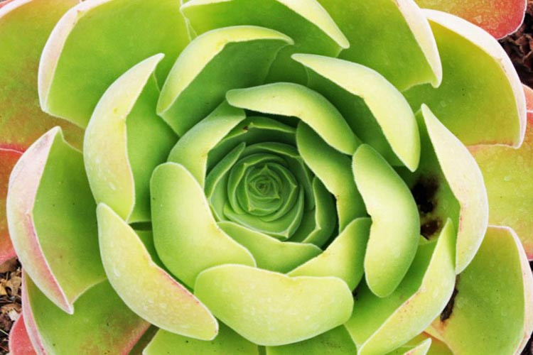 Aeonium canariense, Canary Island Aeonium, Tree Aeonium, Aeonium