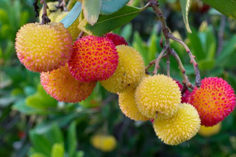 Arbutus unedo,Strawberry Tree, Cane Apple, Dalmatian Strawberry, Killarney Strawberry Tree, Evergreen Shrubs, White flowers, Pink flowers, Red Fruits, Yellow Fruits, drought tolerant flowers, Flowering Tree