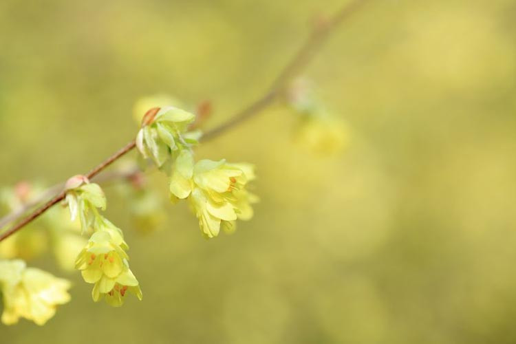 Corylopsis pauciflora