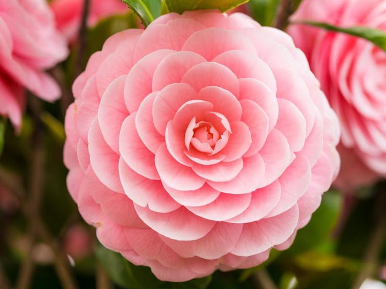 Camellia, Camellias, How to choose Camellias, Camellias bloom time, Camellia bloom season, Japanese Camellias, Camellia Japonica, Fall blooming Camellia, Winter Blooming Camellias, Cold hardy