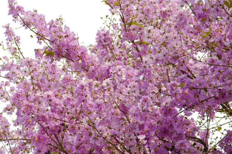 Lagerstroemia, Crape Myrtle, Crepe Myrtle, Crapemyrtle, Japanese Crepe Myrtle, Lagerstroemia fauriei, Lagerstroemia indica, Lagerstroemia speciosa, Indica Crepe Myrtle, Queen’s Crepe Myrtle
