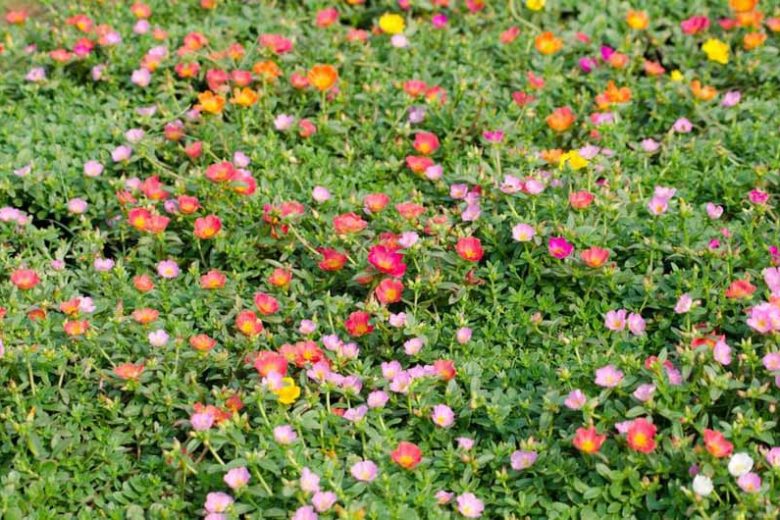 Portulaca grandiflora, Rose Moss, Eleven o'clock, Mexican Rose, Moss Rose, Vietnam Rose, Sun Rose, Rock Rose, Drought tolerant perennials, Yellow perennial flowers, Red perennial flowers, succulent, Low maintenance perennial, perennial ground cover
