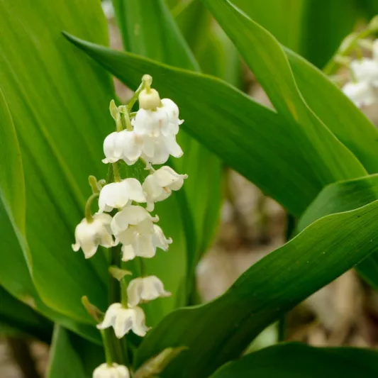 Convallaria Majalis 'Bordeaux', Lily of the Valley 'Bordeaux', Conval Lily 'Bordeaux', Word Lily 'Bordeaux', Mayflower 'Bordeaux', Mugget 'Bordeaux',May Bells 'Bordeaux', May Lily 'Bordeaux'