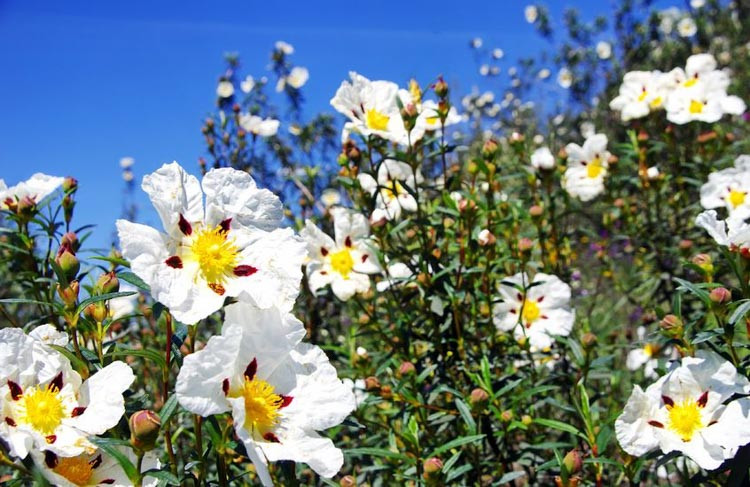 Cistus Ladanifer, Gum Rockrose, Laudanum, Labdanum,Common Gum Cistus, Brown-Eyed Rockrose, Crimson-Spot Rockrose, Cistus maculatus, Cistus Ladaniferus, Mediterranean plants, Mediterranean shrubs, white flowers