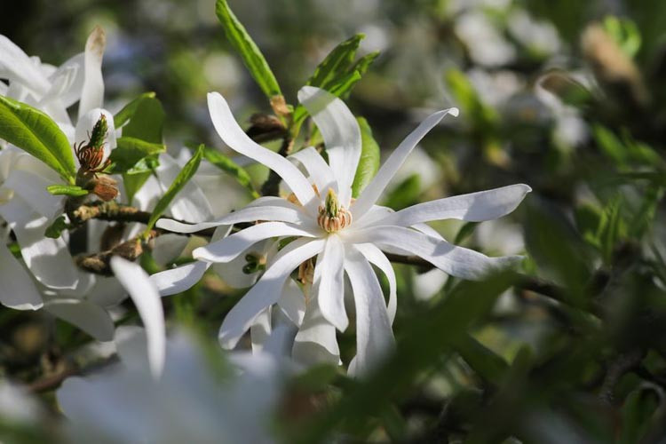 Magnolia stellata 'Royal Star', Star Magnolia, Star Magnolia 'Royal Star' , White magnolia, Winter flowers, Spring flowers, White flowers, fragrant trees, fragrant flowers