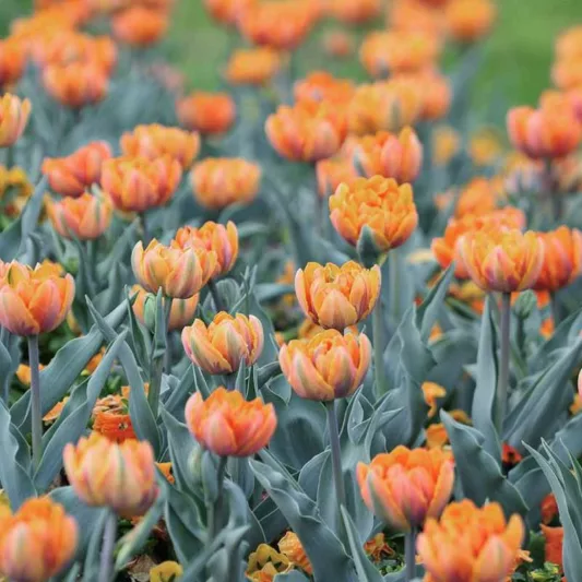 Tulipa Orange Princess, Tulip 'Orange Princess', Double Late Tulip 'Orange Princess', Double Late Tulips, Spring Bulbs, Spring Flowers, Tulipe Orange Princess,  Orange Tulips, Late spring tulips, Tulipes Doubles Tardives