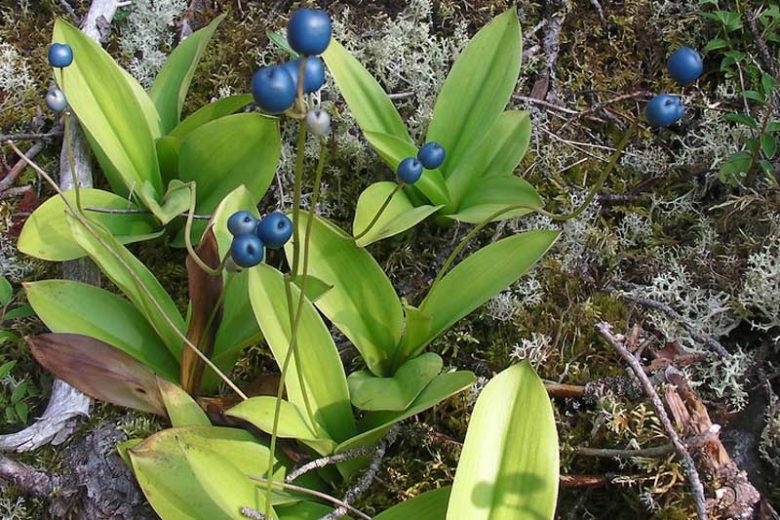 Clintonia borealis, Bluebead, Blue Bead, Yellow Bluebead Lily, Blue-Bead Lily, Bluebead Lily, Clintonia, Clinton's Lily, Corn Lily, Dracaena borealis, Yellow flowers, shade perennials