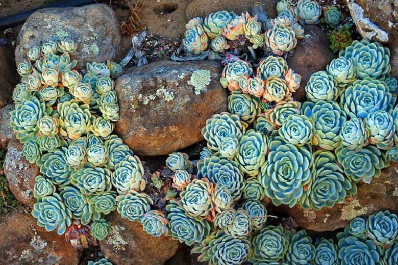 Echeveria elegans,Mexican Gem, Hen and Chicks, Mexican Ghost Plant, Mexican Snowball,  Blue echeveria, gray echeveria, Blue succulent, gray succulent