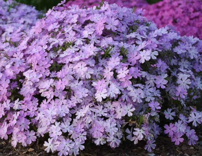Phlox Subulata 'Pink Sparkles', Phlox 'Pink Sparkles', Alpine Phlox 'Pink Sparkles', Moss Phlox 'Pink Sparkles', Creeping phlox 'Pink Sparkles', Pink Phlox, Pink flowers