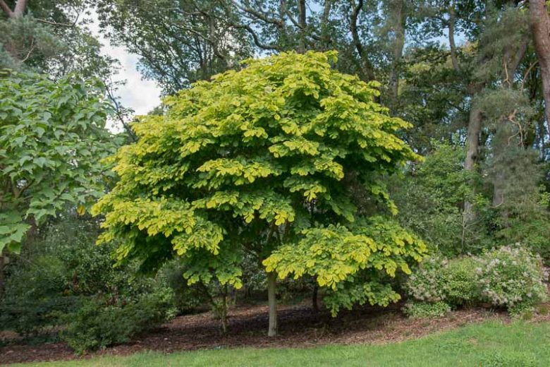 Cladrastis kentukea, Kentucky Yellowwood, Yellowwood, Gopherwood, Virgilia, Yellow Ash, Cladrastis lutea, Cladrastis tinctoria, fall color, White flowers