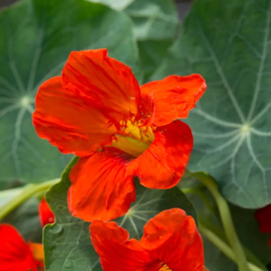 Nasturtium 'Empress of India', Tropaeolum 'Empress of India', Indian Cress 'Empress of India', Garden Nasturtium 'Empress of India', Red Nasturtium