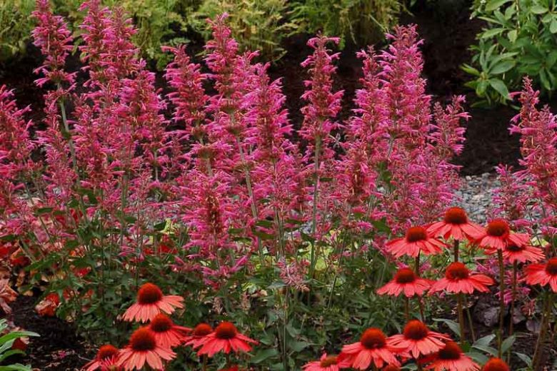 Agastache 'Morello', Giant Hyssop 'Morello', Hummingbird Mint 'Morello', Pink Agastache, Hummingbird Plant, Hummingbird Flowers
