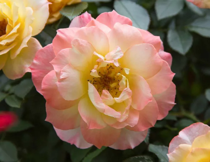 Rose Oso Easy Italian Ice, Rosa Oso Easy Italian Ice, Oso Easy Italian Ice Rose, Shrub Roses, Rose bushes, Garden Roses, Rosa'CHEWNICEBELL', Yellow Roses, Yellow Flowers