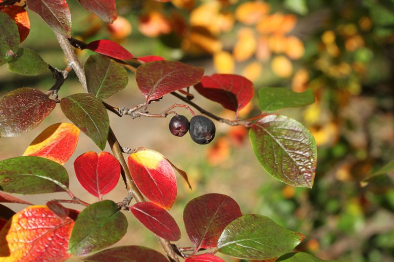 Cotoneaster lucidus, Hedge Cotoneaster, Shiny Cotoneaster, Evergreen Shrub, Hardy Shrub, Shrub with berries, Red Berries,