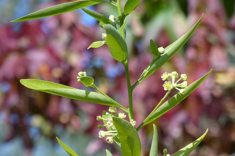 Umbellularia californica, California Laurel, California Bay, Oregon Myrtle, Pepperwood, Balm of Heaven, Californian Olive Tree, Californian Sassafras Tree, Californian Spice Tree, Headache Tree, Evergreen Tree