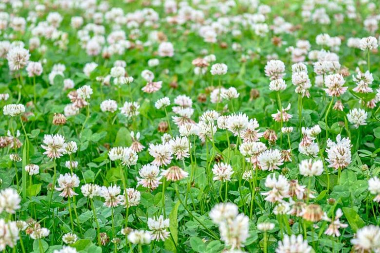 Trifolium repens, White Clover, Common Clover, Clover Grass, Creeping Clover, Dutch Clover, Gowan, Honey Stalks, Honeysuckle Grass, Lamb's Suckling, Shamrock, Sheep's Gowan