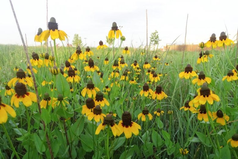 Dracopis amplexicaulis, Clasping Coneflower, Clasping-leaf Coneflower, Rudbeckia amplexicaulis, Coneflower, Coneflowers, Yellow flowers, Yellow Perennials
