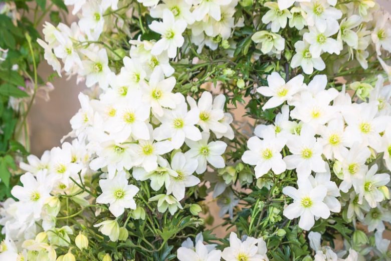Clematis x cartmanii 'Avalanche', Avalanche Clematis, Clematis 'Avalanche', Clematis Avalanche, Clematis × cartmanii 'Blaaval', Clematis 'Blaaval', White Clematis, Evergreen Clematis,